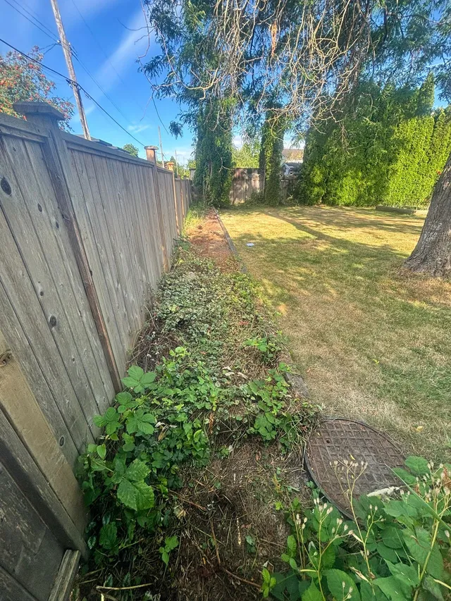 Side yard before: weeds along an old fence