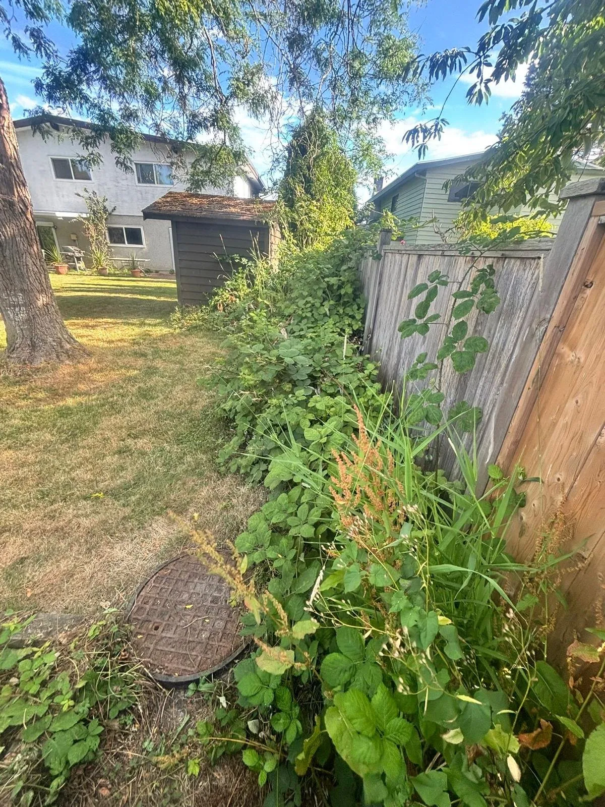 Side yard before: weeds and brambles between the fence and the shed
